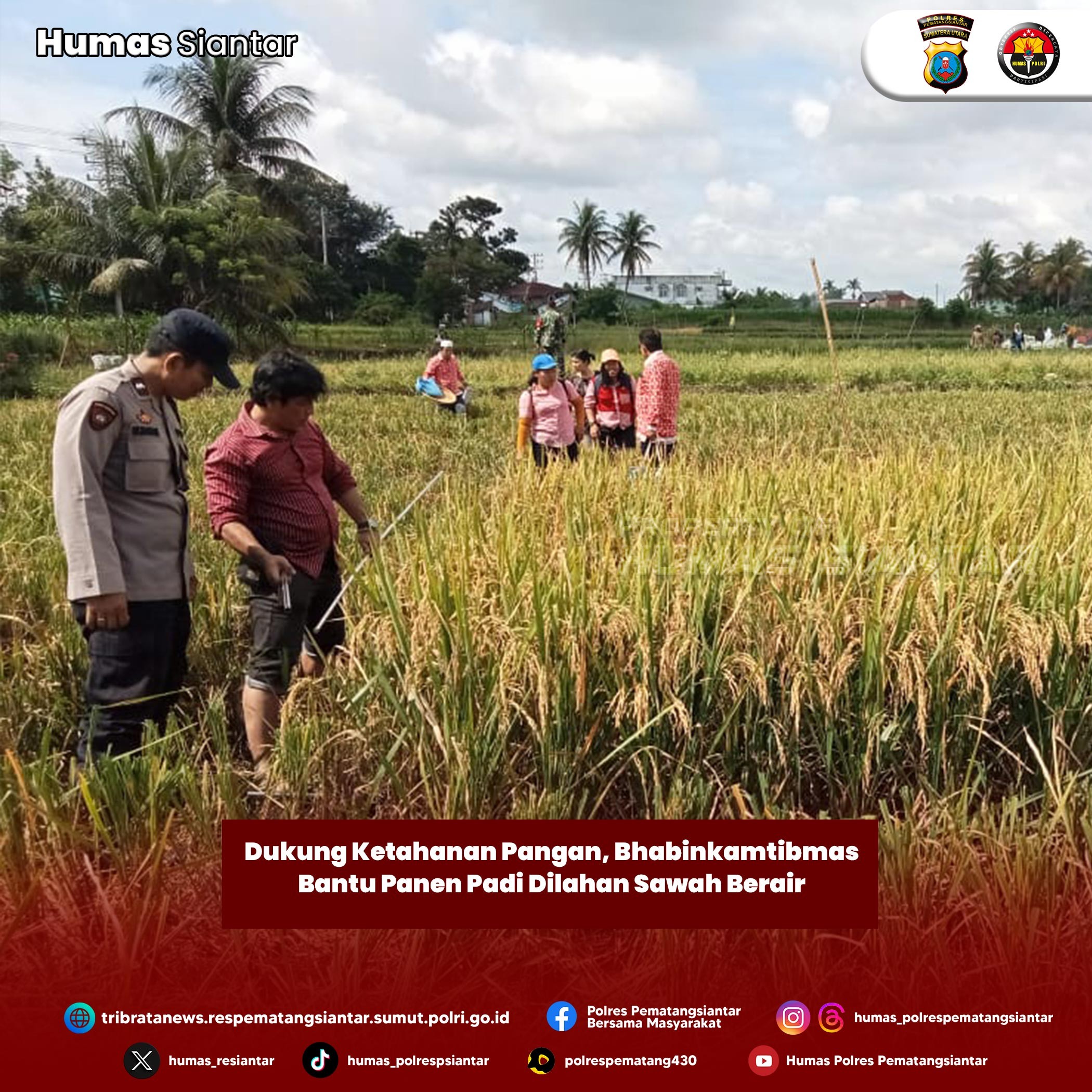 Dukung Ketahanan Pangan, Bhabinkamtibmas Bantu Panen Padi Dilahan Sawah Berair