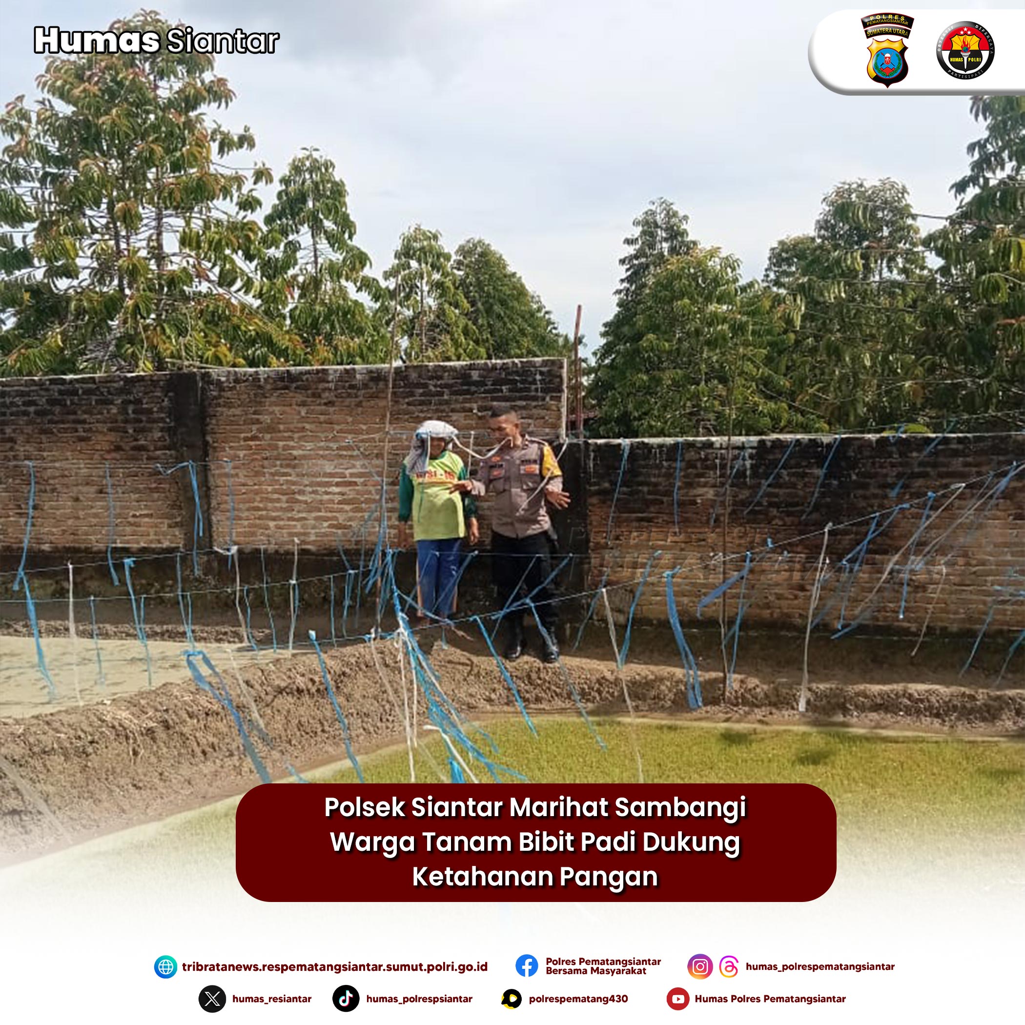 Polsek Siantar Marihat Sambangi Warga Tanam Bibit Padi Dukung Ketahanan Pangan