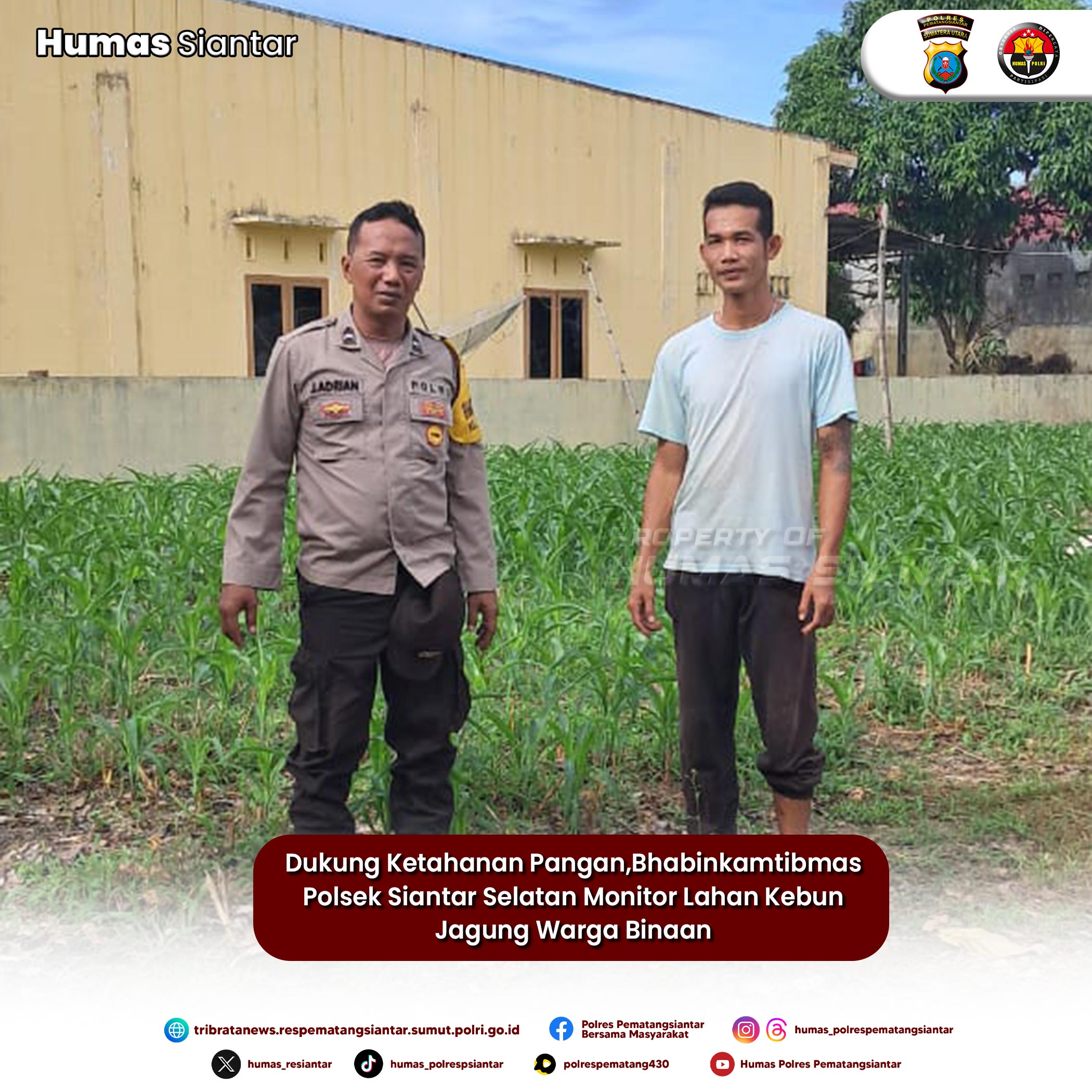 Dukung Ketahanan Pangan,Bhabinkamtibmas Polsek Siantar Selatan Monitor Lahan Kebun Jagung Warga Binaan